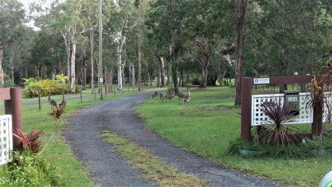 Lake Weyba Noosa Lodge & Kangaroos - St Kilda Accommodation 42