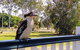 Lake Weyba Noosa Lodge & Kangaroos - thumb 18