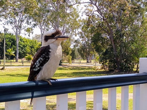 Lake Weyba Noosa Lodge & Kangaroos - St Kilda Accommodation 18