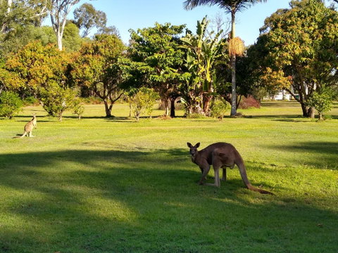 Lake Weyba Noosa Lodge & Kangaroos - St Kilda Accommodation 8