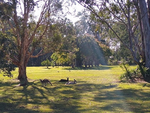 Lake Weyba Noosa Lodge & Kangaroos - St Kilda Accommodation 4