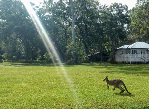 Lake Weyba Noosa Lodge & Kangaroos - St Kilda Accommodation 26