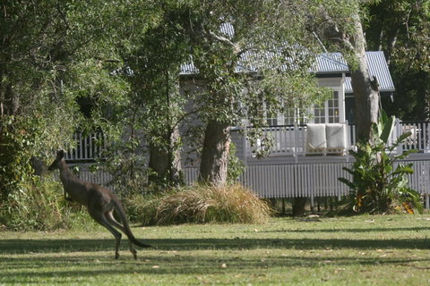 Lake Weyba Noosa Lodge & Kangaroos - St Kilda Accommodation 31