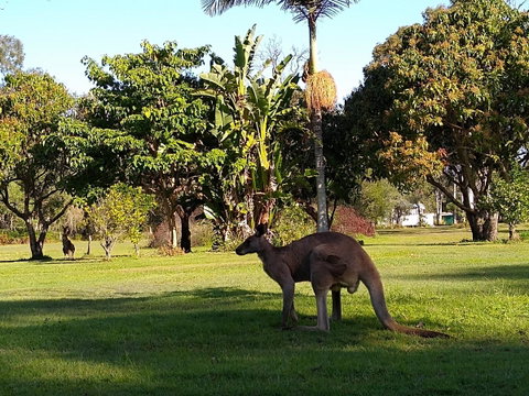 Lake Weyba Noosa Lodge & Kangaroos - St Kilda Accommodation 35