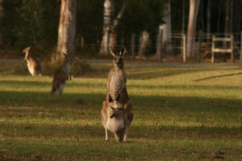 Lake Weyba Noosa Lodge & Kangaroos - St Kilda Accommodation 16