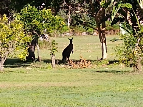 Lake Weyba Noosa Lodge & Kangaroos - St Kilda Accommodation 29