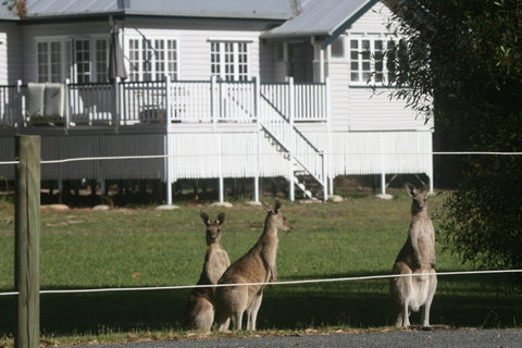 Lake Weyba Noosa Lodge & Kangaroos - St Kilda Accommodation 28