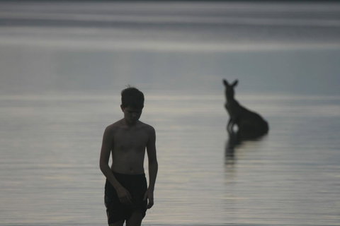 Lake Weyba Noosa Lodge & Kangaroos - St Kilda Accommodation 37