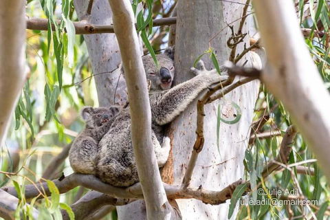 A Quiet Unit Overlooking A Reserve - St Kilda Accommodation 0