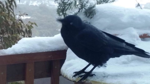 Aneeki Ski Lodge - St Kilda Accommodation 1