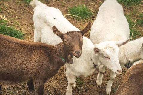 Altitude - A Tiny House Experience In A Goat Farm By Tiny Away - St Kilda Accommodation 2