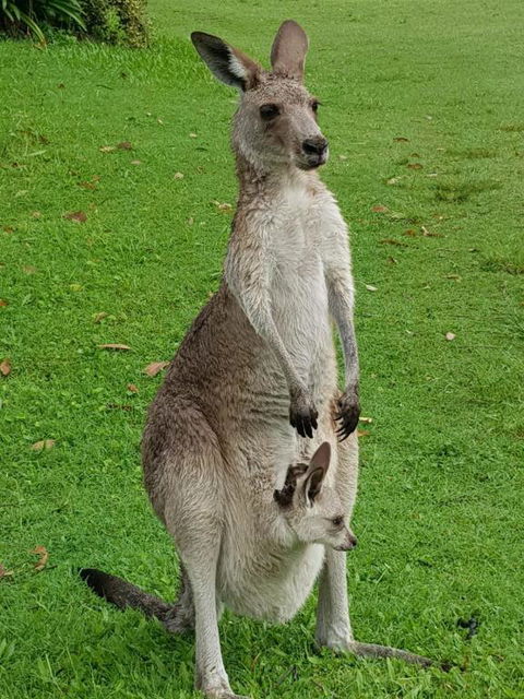 At Melaleuca 3 - St Kilda Accommodation 3
