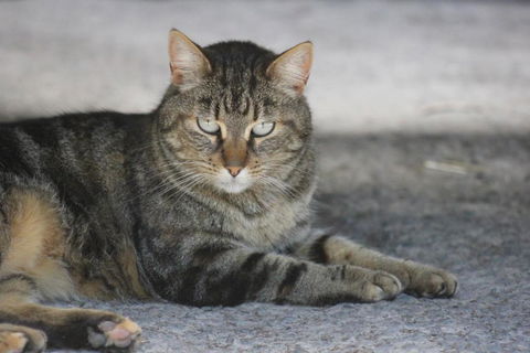 Avoca Park Equestrian Farmstay - St Kilda Accommodation 4