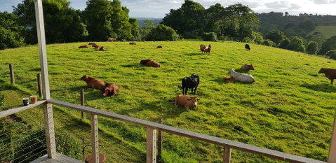 Seasons Of Maleny B&B - St Kilda Accommodation 1