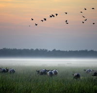 Bamurru Plains - St Kilda Accommodation