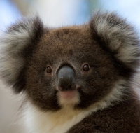 Bimbi Park - Camping Under Koalas - St Kilda Accommodation