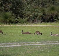 Yanchep  Lancelin - Wildlife Cave And Sands - St Kilda Accommodation