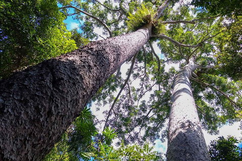 Paronella Park And Millaa Millaa Falls Full-day Tour From Cairns - St Kilda Accommodation 1