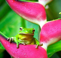 Cape Tribulation Mossman Gorge and Daintree Rainforest Premium Day Tour - St Kilda Accommodation
