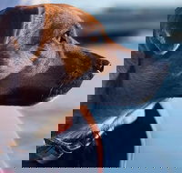 1.5-Hour Boat Rental in Melbourne - St Kilda Accommodation