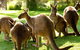 Melbourne City Card (3 Days): Visit Unlimited Attractions! - thumb 4