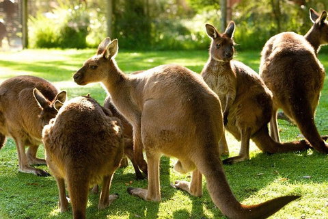 Melbourne City Card (3 Days): Visit Unlimited Attractions! - St Kilda Accommodation 4