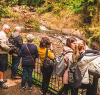 Full-day Springbrook National Park Tour from the Gold Coast - St Kilda Accommodation