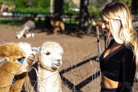 O'Reilly's & Lamington National Park Incl. Alpaca Farm + Vineyard - St Kilda Accommodation 3