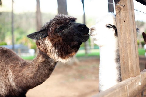 O'Reilly's & Lamington National Park Incl. Alpaca Farm + Vineyard - St Kilda Accommodation 4