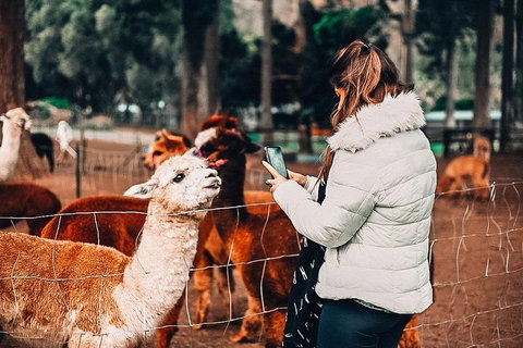O'Reilly's & Lamington National Park Incl. Alpaca Farm + Vineyard - St Kilda Accommodation 5