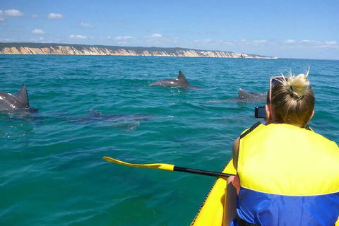 Kayak With Dolphins And 4WD Great Beach Drive Day Trip From Noosa - St Kilda Accommodation 1