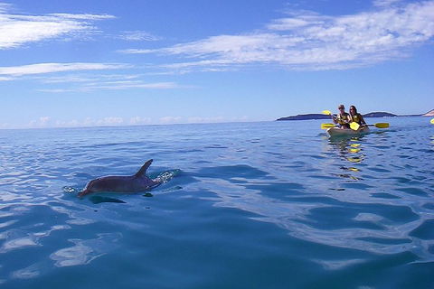 Kayak With Dolphins And 4WD Great Beach Drive Day Trip From Noosa - St Kilda Accommodation 2