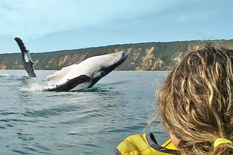 Kayak With Dolphins And 4WD Great Beach Drive Day Trip From Noosa - St Kilda Accommodation 3