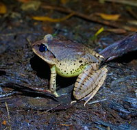 Glow Worms Private Tour - Nocturnal Rainforest Walk - St Kilda Accommodation