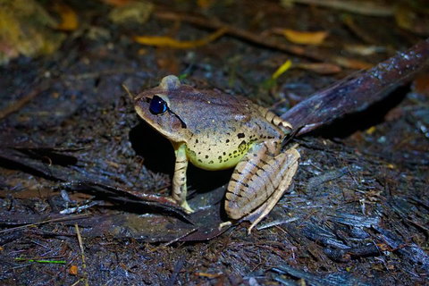 Glow Worms Private Tour - Nocturnal Rainforest Walk - St Kilda Accommodation 0