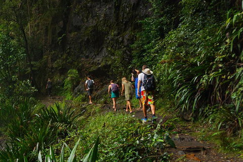 Glow Worms Private Tour - Nocturnal Rainforest Walk - St Kilda Accommodation 1
