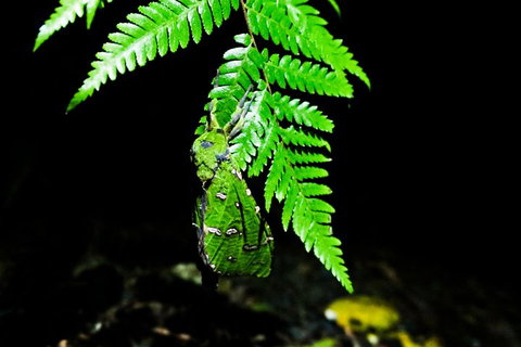 Glow Worms Private Tour - Nocturnal Rainforest Walk - St Kilda Accommodation 2