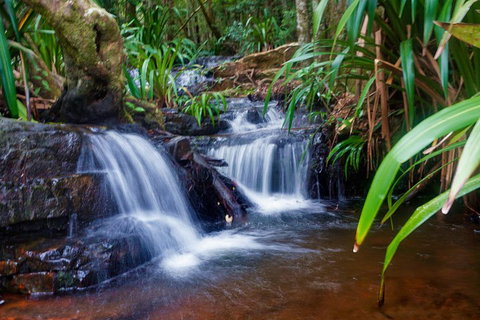 Glow Worms Private Tour - Nocturnal Rainforest Walk - St Kilda Accommodation 5