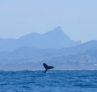 The Byron Bay Sea Kayak Tour - St Kilda Accommodation