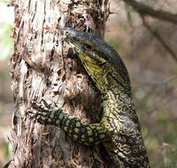 Byron Bay Combo Hinterland Tour Including Minyon Falls and Kayaking with Dolphins - St Kilda Accommodation