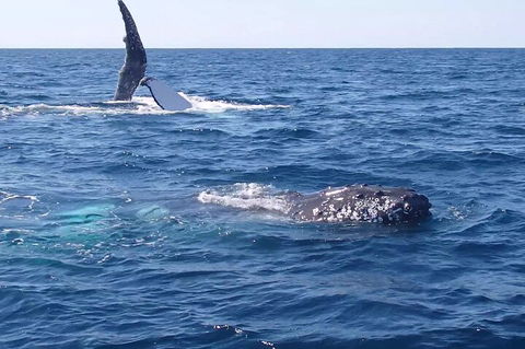 Noosa Whale Watching - St Kilda Accommodation 0
