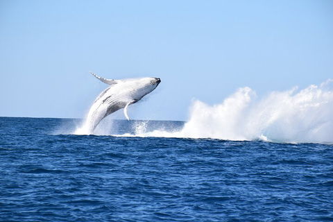 Noosa Whale Watching - St Kilda Accommodation 1