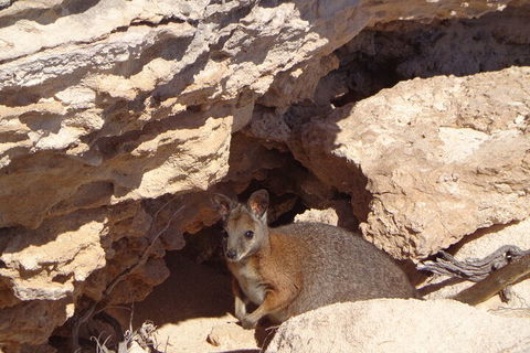Shipwreck Special Full Day Tour Of The Abrolhos Islands - St Kilda Accommodation 4