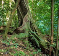 Private Daintree Mossman Gorge Exclusive Nature and Wildlife Focus - St Kilda Accommodation