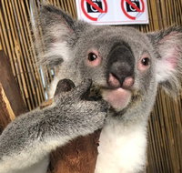 Kuranda Tour Deluxe Course with Kuranda 3 Zoos or Free Course - St Kilda Accommodation