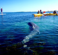 Penguin and Seal Islands Sea Kayaking Experience - St Kilda Accommodation