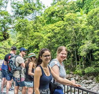 Cape Tribulation Mossman Gorge and Daintree Rainforest Day Trip from Cairns or Port Douglas - St Kilda Accommodation