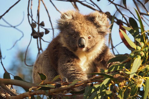 2-Hour Koala Walking Tour In Kangaroo Island - St Kilda Accommodation 0