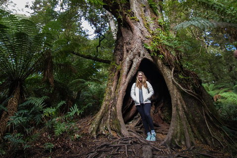 Great Ocean Road Small-Group Ecotour From Melbourne - St Kilda Accommodation 4