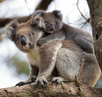 Great Ocean Road Sunset Tour from Melbourne - St Kilda Accommodation